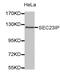 SEC23 Interacting Protein antibody, MBS128644, MyBioSource, Western Blot image 