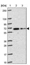 KIAA2013 antibody, NBP2-30733, Novus Biologicals, Western Blot image 