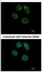 Carbohydrate sulfotransferase 2 antibody, NBP2-15696, Novus Biologicals, Immunofluorescence image 
