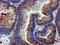 Protein disulfide-isomerase A4 antibody, LS-C173499, Lifespan Biosciences, Immunohistochemistry frozen image 