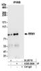 Ribonucleotide Reductase Catalytic Subunit M1 antibody, A305-260A, Bethyl Labs, Immunoprecipitation image 