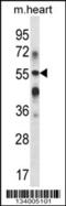 Beta-1,3-Galactosyltransferase 2 antibody, 57-764, ProSci, Western Blot image 