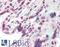 Chromobox 1 antibody, LS-B2395, Lifespan Biosciences, Immunohistochemistry paraffin image 