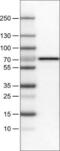 Bile acyl-CoA synthetase antibody, NBP2-52880, Novus Biologicals, Western Blot image 