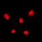 Avian Influenza Hemagglutinin 2 antibody, orb74755, Biorbyt, Immunofluorescence image 