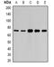 Poly(A) Binding Protein Interacting Protein 1 antibody, abx142125, Abbexa, Western Blot image 