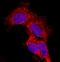 Cell Adhesion Associated, Oncogene Regulated antibody, AF4384, R&D Systems, Immunocytochemistry image 