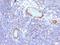 Von Willebrand Factor antibody, orb389274, Biorbyt, Immunohistochemistry paraffin image 