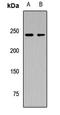 Ninein antibody, LS-C668760, Lifespan Biosciences, Western Blot image 