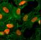 Histone H3 antibody, NBP2-61541, Novus Biologicals, Immunofluorescence image 
