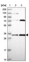 Mitochondrial Ribosomal Protein L19 antibody, PA5-60708, Invitrogen Antibodies, Western Blot image 