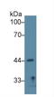 NAD-dependent deacetylase sirtuin-7 antibody, LS-C300760, Lifespan Biosciences, Western Blot image 