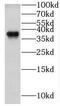 G Protein Subunit Beta 1 antibody, FNab03538, FineTest, Western Blot image 