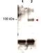 Signal transducer and activator of transcription 1 antibody, orb344640, Biorbyt, Western Blot image 