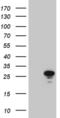 Mediator Complex Subunit 19 antibody, MA5-27299, Invitrogen Antibodies, Western Blot image 