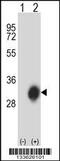 HLA class II histocompatibility antigen, DP beta 1 chain antibody, 57-302, ProSci, Western Blot image 