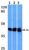 5-Hydroxytryptamine Receptor 5A antibody, GTX66852, GeneTex, Western Blot image 