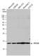 Ribosomal Protein S26 antibody, GTX131193, GeneTex, Western Blot image 