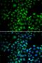 Protein EMSY antibody, PA5-76850, Invitrogen Antibodies, Immunofluorescence image 