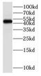 Pyrimidinergic Receptor P2Y6 antibody, FNab06074, FineTest, Western Blot image 