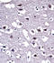 MOP antibody, LS-C163127, Lifespan Biosciences, Immunohistochemistry paraffin image 