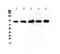 CD44 antibody, A00052, Boster Biological Technology, Western Blot image 