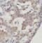 Neuroendocrine secretory protein 55 antibody, FNab03536, FineTest, Immunohistochemistry frozen image 