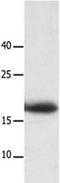 Leukocyte-associated immunoglobulin-like receptor 2 antibody, orb107541, Biorbyt, Western Blot image 