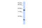 Claudin 16 antibody, 27-910, ProSci, Western Blot image 