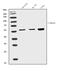 Cytochrome P450 Family 3 Subfamily A Member 4 antibody, A00339-2, Boster Biological Technology, Western Blot image 