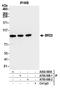 Bromodomain Containing 2 antibody, A700-008, Bethyl Labs, Immunoprecipitation image 