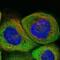 Obg-like ATPase 1 antibody, NBP1-89725, Novus Biologicals, Immunofluorescence image 