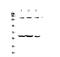 Potassium voltage-gated channel subfamily H member 1 antibody, A01036-2, Boster Biological Technology, Western Blot image 