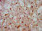 Homeobox protein Hox-A4 antibody, CSB-PA010654LA01HU, Cusabio, Immunohistochemistry frozen image 