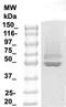 Microtubule Associated Protein Tau antibody, TA354893, Origene, Western Blot image 