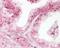Diablo IAP-Binding Mitochondrial Protein antibody, NB100-56311, Novus Biologicals, Immunohistochemistry frozen image 