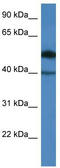 Chromosome 9 Open Reading Frame 64 antibody, TA342940, Origene, Western Blot image 