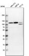 Rho GTPase Activating Protein 4 antibody, HPA001012, Atlas Antibodies, Western Blot image 