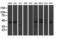 DExD-Box Helicase 39B antibody, M03490-1, Boster Biological Technology, Western Blot image 