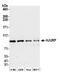 Holliday junction recognition protein antibody, A302-822A, Bethyl Labs, Western Blot image 