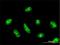 Cell Division Cycle 14A antibody, H00008556-M01, Novus Biologicals, Immunocytochemistry image 
