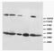 Fas Ligand antibody, PA1101, Boster Biological Technology, Western Blot image 