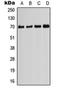 PIF1 5'-To-3' DNA Helicase antibody, orb215297, Biorbyt, Western Blot image 