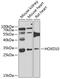Homeobox protein Hox-D10 antibody, 23-106, ProSci, Western Blot image 