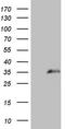 SPANX Family Member N3 antibody, LS-C791888, Lifespan Biosciences, Western Blot image 