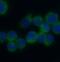 Interferon Induced Transmembrane Protein 3 antibody, FNab04144, FineTest, Immunofluorescence image 