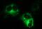 Multiple inositol polyphosphate phosphatase 1 antibody, NBP2-45845, Novus Biologicals, Immunofluorescence image 