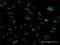 Exosome complex exonuclease RRP46 antibody, H00056915-M03, Novus Biologicals, Immunofluorescence image 