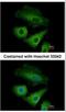 Olfactomedin Like 3 antibody, NBP2-15055, Novus Biologicals, Immunofluorescence image 