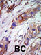 Mitogen-Activated Protein Kinase 7 antibody, abx033440, Abbexa, Immunohistochemistry paraffin image 